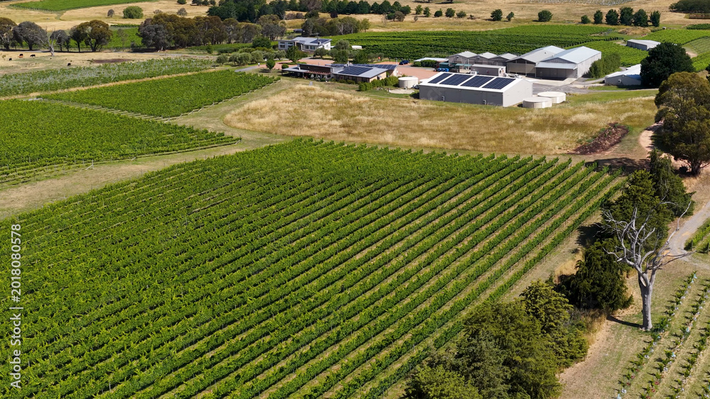 Fototapeta premium Aerial View of Lush Green Vineyard Rows and Farm Buildings in Canberra