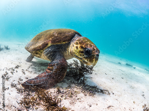 Canvastavla Alfred the old Loggerhead Sea Turtle munching on algae, Ningaloo Reef