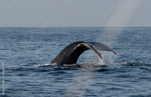 Bild auf Leinwand Humpback whale tail fluke rising above ocean surface before diving, wildlife pho