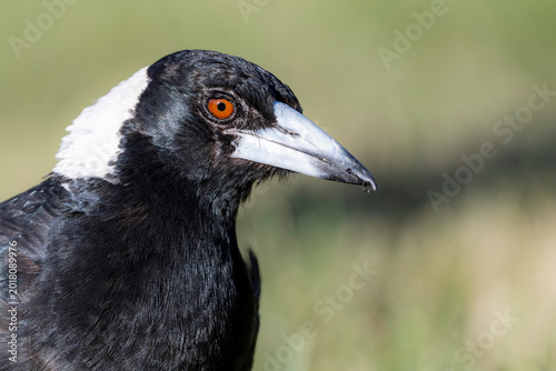 Australian magpie (Gymnorhina tibicen), Red Hill Nature Reserve, ACT, December 2025