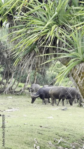 Herd of Water Buffalo Grazing Peacefully in Lush Tropical Landscape