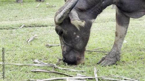 Water Buffalo Grazing on Green Pasture
