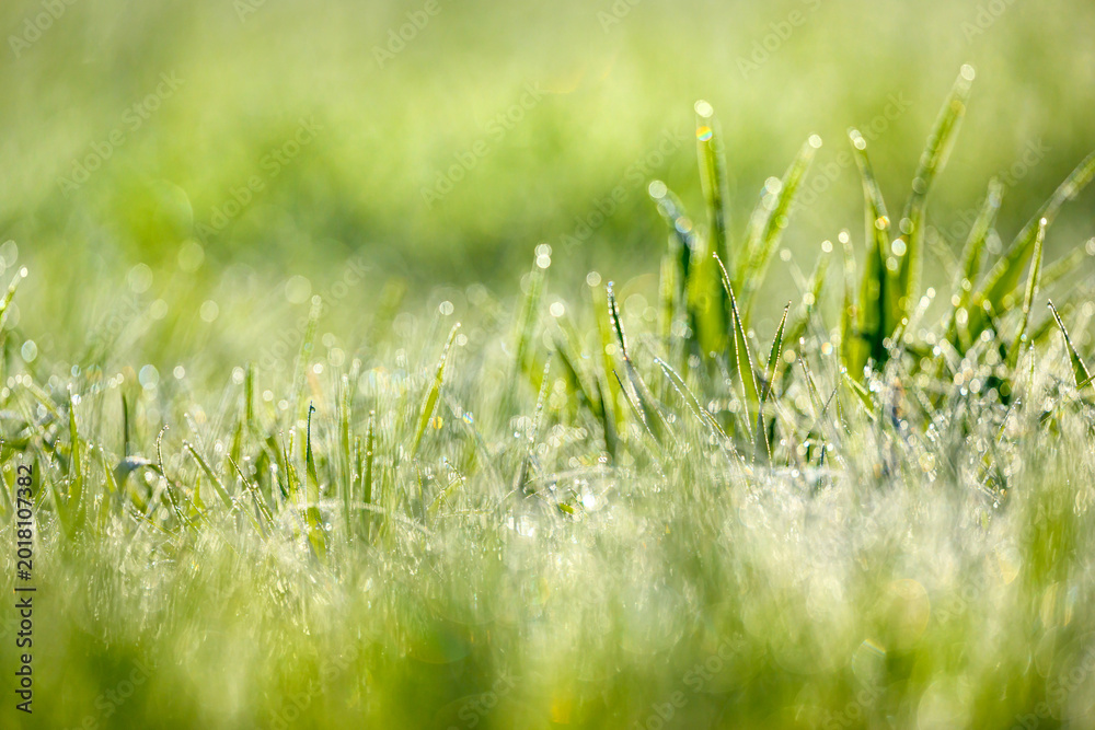 Obraz premium Wet summer green grass background