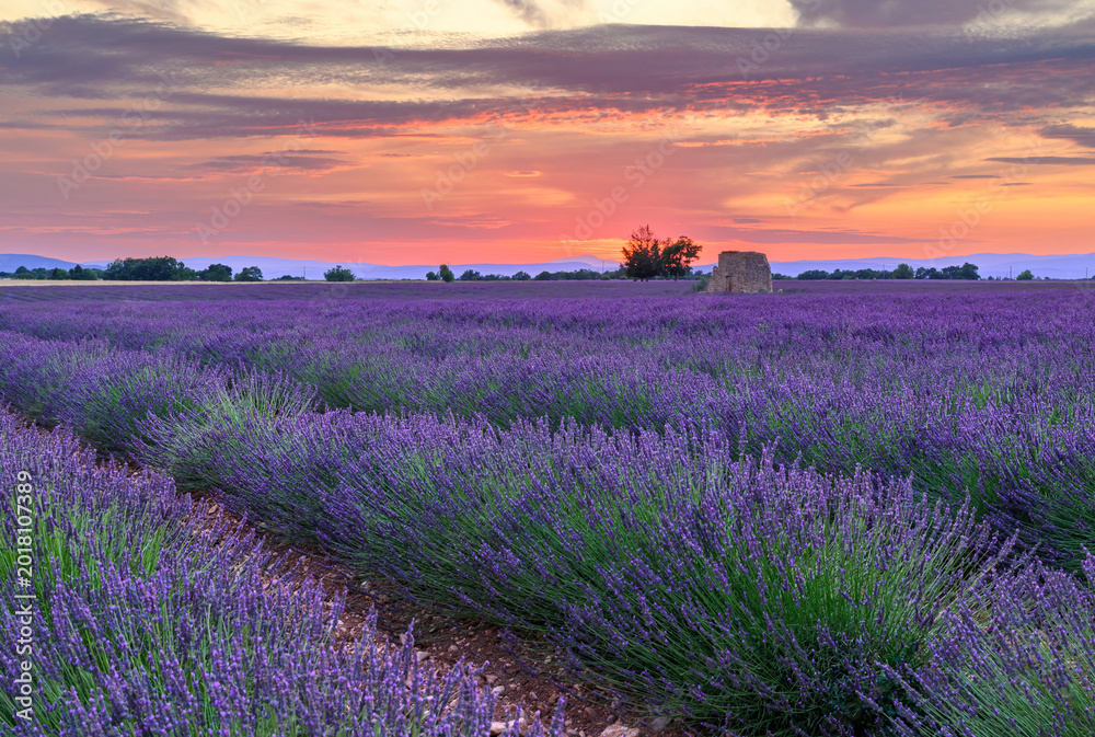 Obraz premium Beautiful landscape of lavender filed in Provence - France