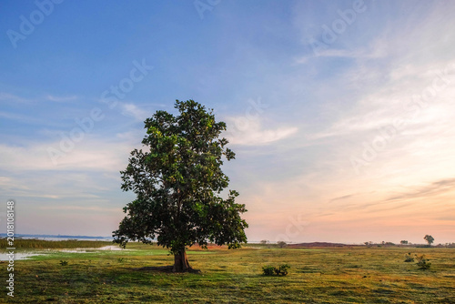 Foto Solitary Tree Under Sky: A majestic tree stands alone in an open field, bathed in the soft hues of dawn, its leaves rustling in the gentle breeze