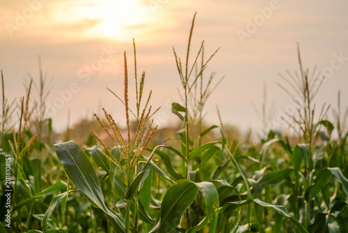 Fotografija Golden Cornfield: The sun dips below the horizon, bathing a vibrant field of corn stalks in a warm, golden glow, the delicate leaves rustling gently in the evening breeze