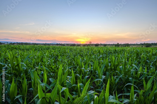 Φωτογραφία Corn Field at Sunset: Vast expanse of flourishing green corn, swaying gently under a painterly sunset sky