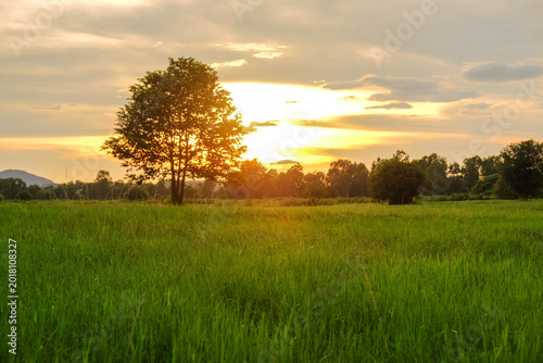 Schilderij op canvas Golden Sunset on Lush Green Field: A solitary tree stands tall amidst a vibrant green field, basking in the warm glow of a setting sun