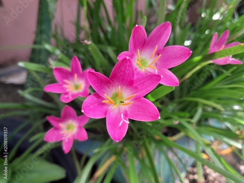 Beautiful pink rain lilies bloom in the yard with natural green foliage as a backdrop.