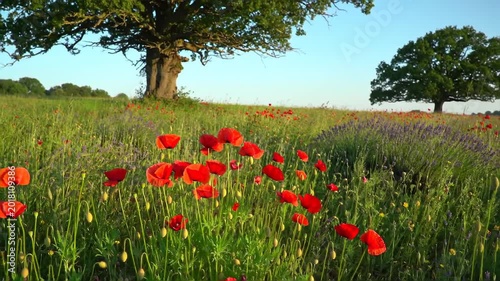 Field of vibrant red poppies and purple lavender under large oak trees