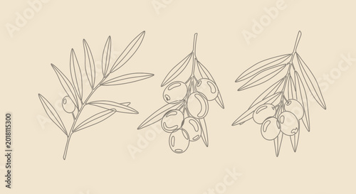 Olive branch illustrations set on beige background for design