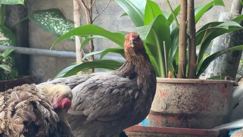 Backyard Chickens: Hen Looks at Camera While Another Preens Amidst Potted Plants