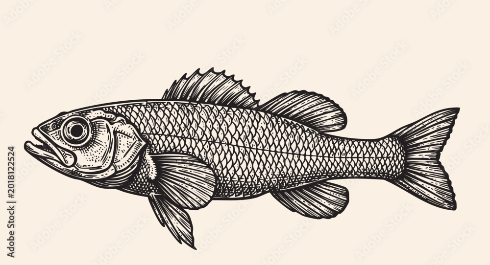 Fototapeta premium Red snapper hand drawing vintage engraving illustration isolated on white background