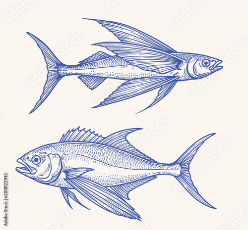 Εκτύπωση καμβά Detailed monochrome sketch of a flying fish with spread wings