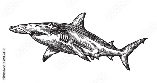Foto Detailed black and white illustration of a great white shark