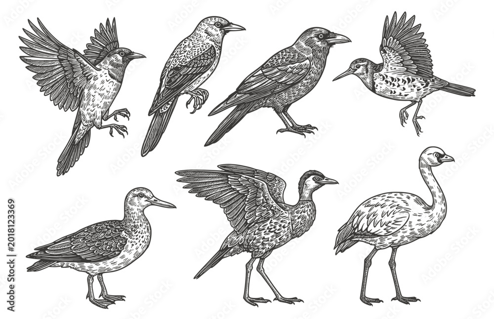 Fototapeta premium Vintage bird sketch set hand drawn vector