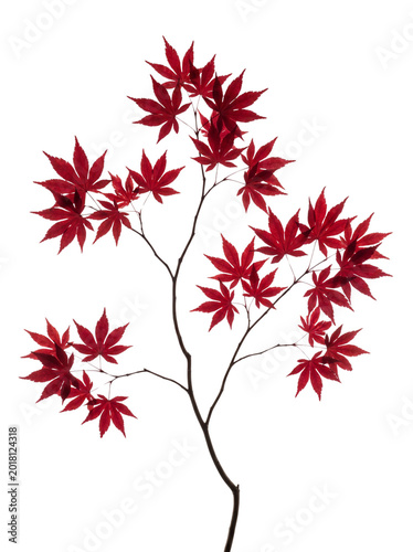 Japanese Red maple leaves on branch on transparent background
