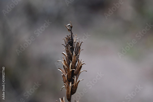 A closeup photo of a dried up common evening-primrose, Oenothera biennis. Photo with shallow focus. 
