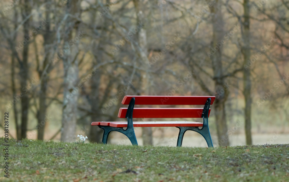 Obraz premium Park, bench and trees with nature, outdoor and scenery for peace, quiet or environment. Public, forest and empty seat for season, solitude and natural with garden for autumn, woods and growth