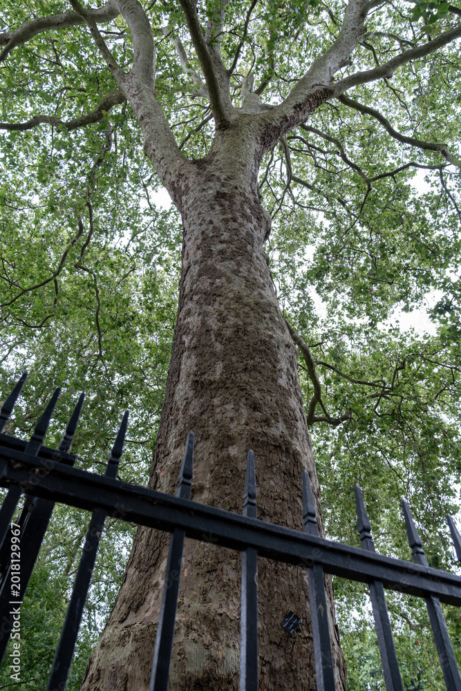 Fototapeta premium Large mature tree rises above a fenced urban green space with dense foliage. Natural environment contrasts with nearby city buildings and modern surroundings.