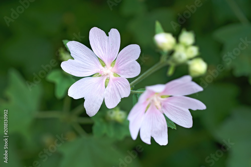 Nature, flowers and petals in garden in spring for biodiversity, bloom season or ecosystem benefit. White perennial, foliage and plant outdoor for sustainability, pollinator support and environment
