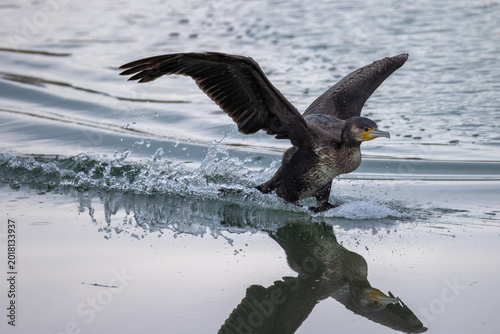 Tableau sur toile cormorant bird lands on water