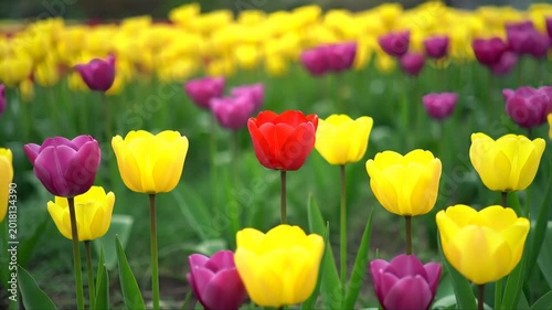 Vibrant spring tulips in yellow, purple, and red bloom brightly
