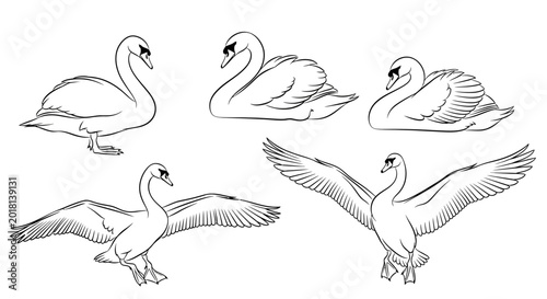 Set of sketch swans in different poses, elegant bird illustrations