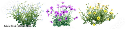 Set of Wildflower Clusters White Purple and Yellow Flowers Isolated on White Background