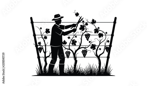 Photos grape harvester pruning vines with shears in a vineyard black silhouette high qu