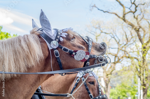 Decorated Horses and Riders in Historical Costume During Sechseläuten Guild Parade in Zurich, Switzerland