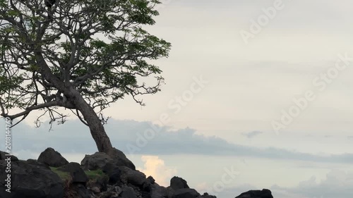 Isolated tree on a rocky cliff against a cloudy sky, showcasing nature's resilience and beauty.