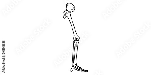 Bild auf Leinwand Human leg bone anatomy sketch illustration