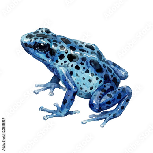 Isolated Frog, Blue with Black Spots for Wildlife Photography
