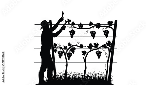 Tableau sur toile grapevine pruning with worker and hanging bunches of grapes black silhouette hig