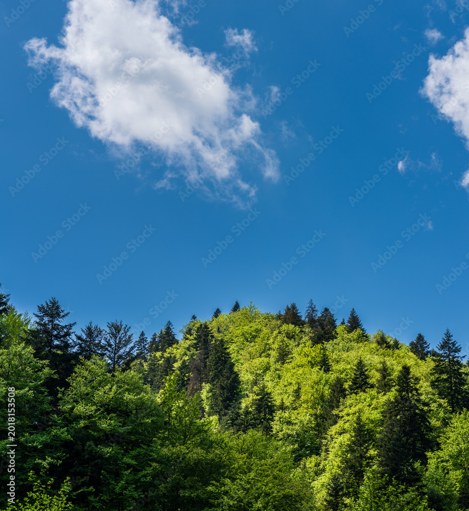 Fototapeta premium Fresh green mixed forest landscape after rain in spring with dramatic white cloud and deep blue sky over mountain hills.