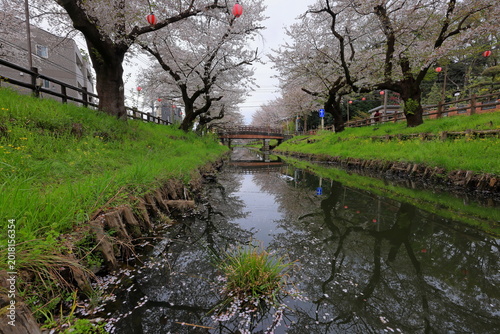 Foto Shingashi Riverbank Cherry Blossoms with reflection on the water in Hikawacho, K
