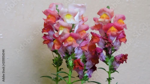 Colourful Antirrhinum majus snapdragons nature beauty