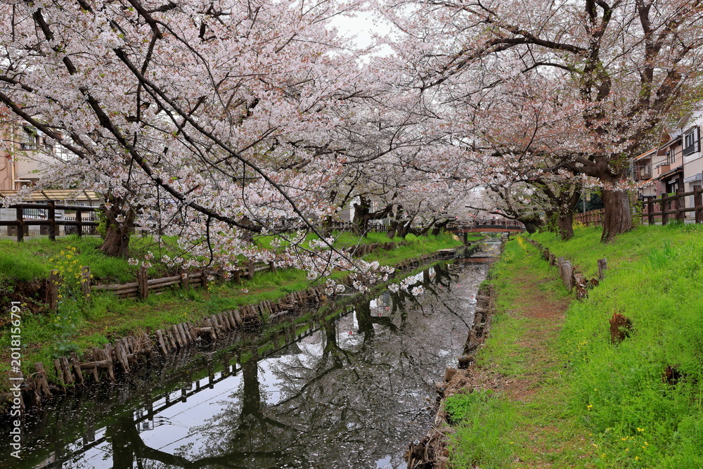 Fototapeta premium Shingashi Riverbank Cherry Blossoms with reflection on the water in Hikawacho, Kawagoe, Saitama, Japan