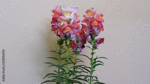 Closeup Beautiful Snapdragons flowers nature beauty