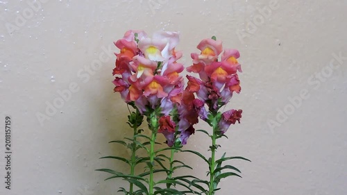 vibrant flowers are Snapdragons dog flowers