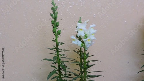 White color Snapdragons or dog flowers