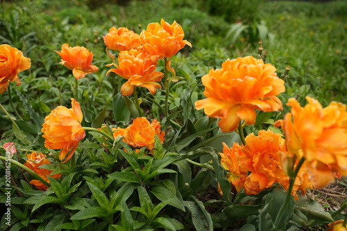 Bild auf Leinwand Vibrant Spring Garden Filled with Lush Orange Tulips Displaying Stunning Petal L