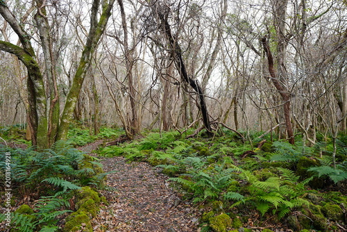 winter forest with ferns and bare trees