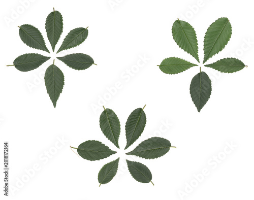 Green Leaves Isolated on White Background. Scanned Botanical Elements