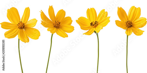 Set of yellow cosmos flowers on long stems isolated png transparent background