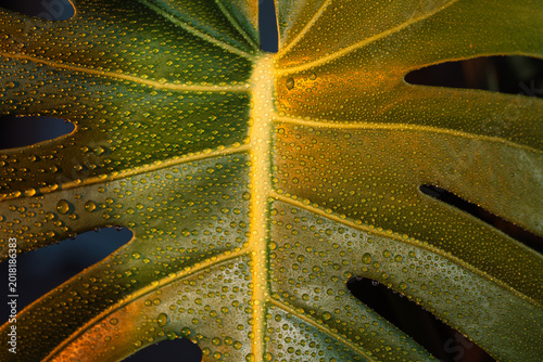 Monstera leaf with water drops in warm close up.