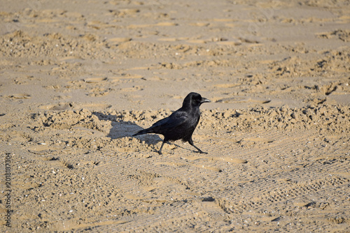 A single carrion crow, Corvus corone,  walking along a sandy beach during sunset with a long dark shadow behind it. Taken in Scheveningen, Netherlands. 