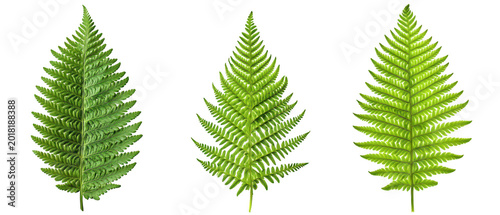 Set of green fern leaves tropical foliage isolated on white background png transparent