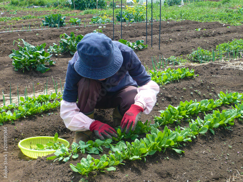 Hand-thinning spinach sprouts to encourage healthy growth in the field.